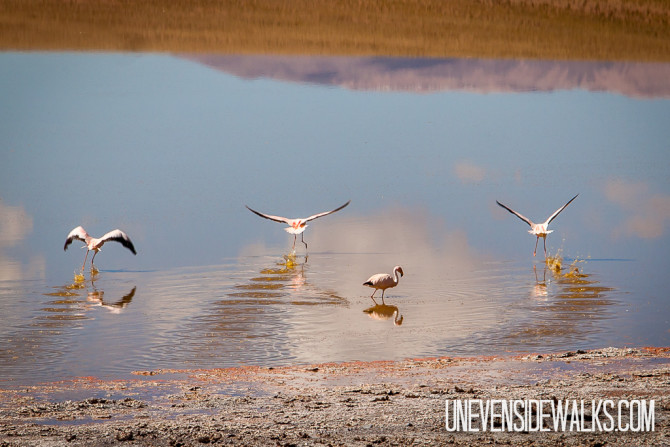 Flamingos taking off from a Lago Celeste